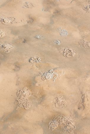 Viele Wattwurmhaufen